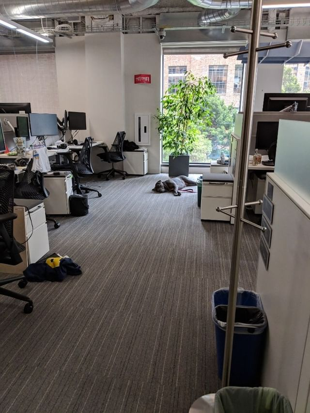 В офисе Google в Сан-Франциско обитают собаки
