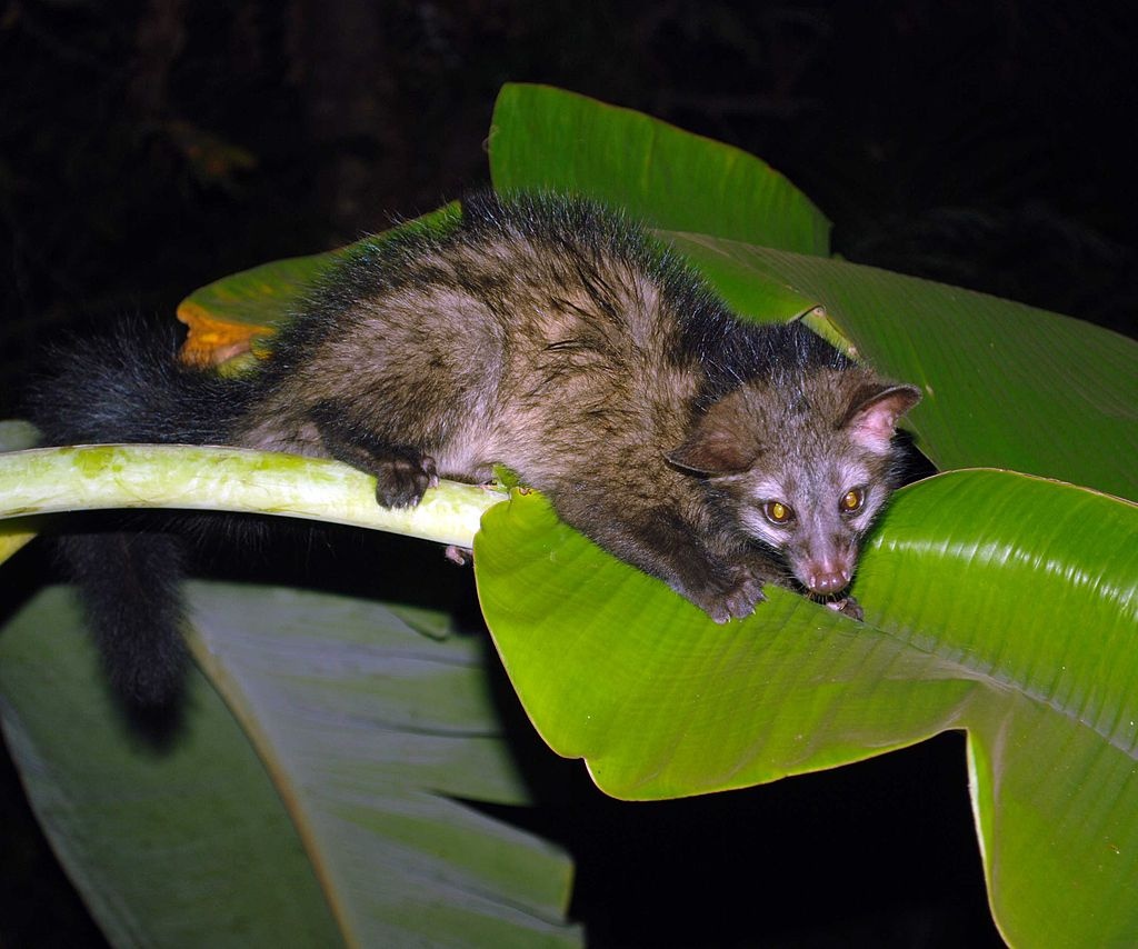 Малайская пальмовая куница (Paradoxurus hermaphroditus)