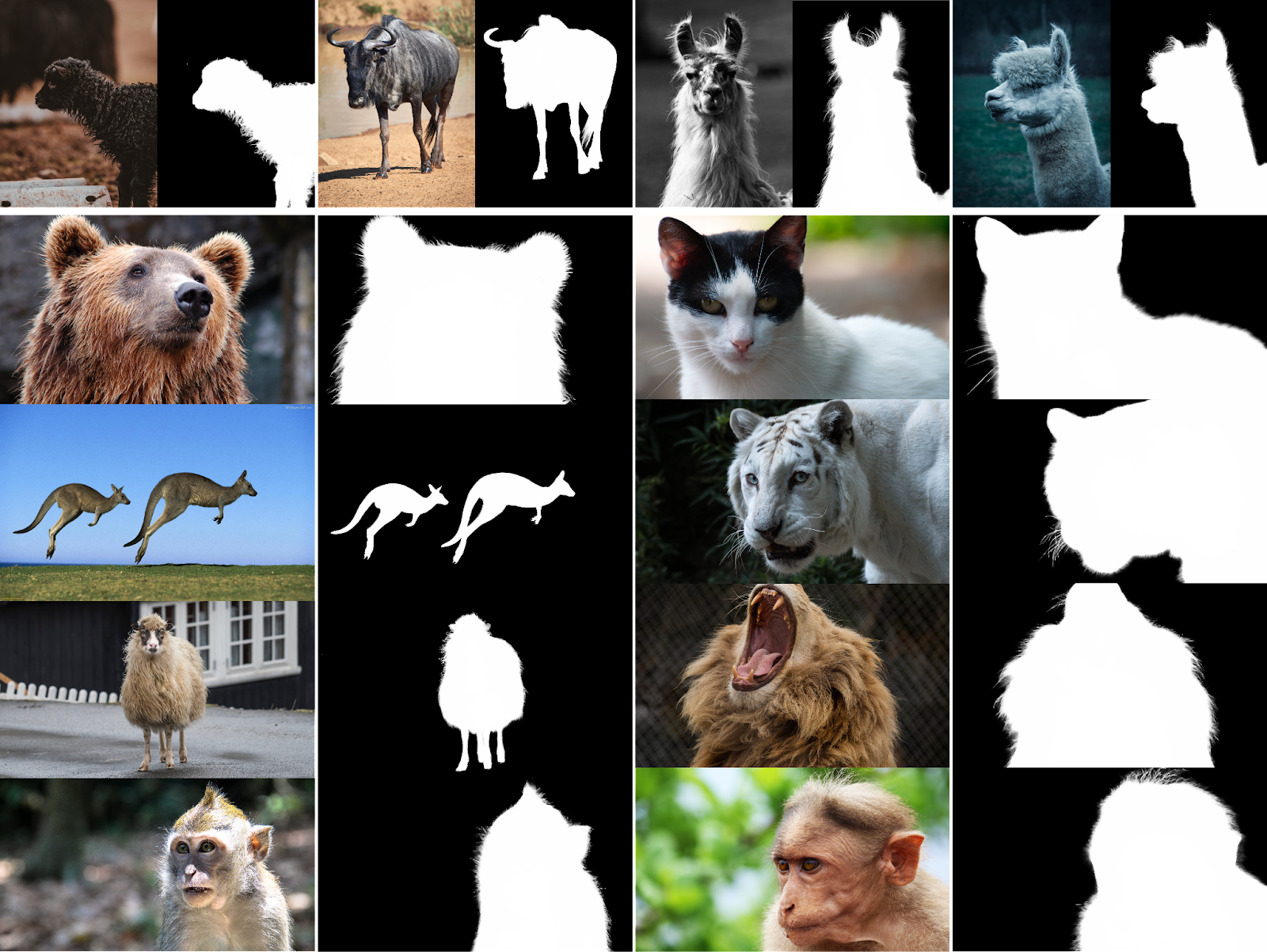 Результаты на фотографиях животных