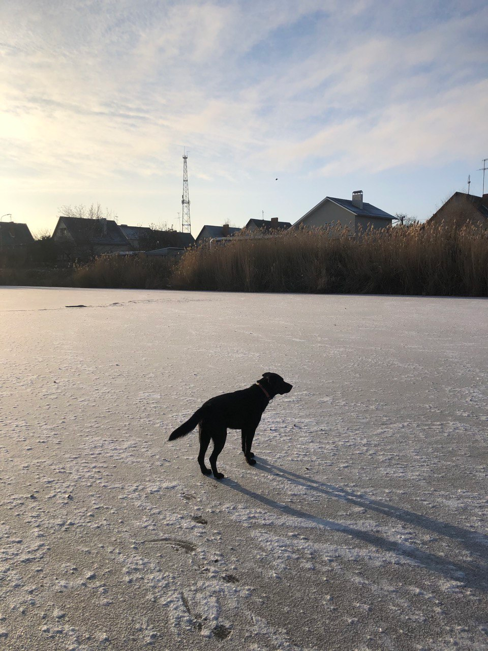 Мой пес на льду того самого озера. Проблема с черными собаками в том, что на всех фото они выглядят как дырка в форме собаки