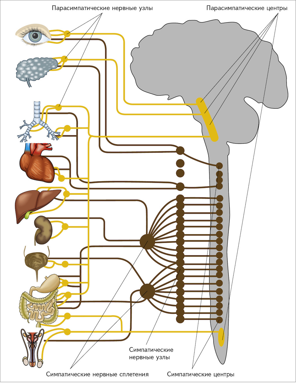 Нервные центры симпатического отдела. Парасимпатический отдел вегетативной нервной системы схема. Нервная система человека симпатическая и парасимпатическая. Ганглии симпатической и парасимпатической системы. Вегетативная нервная система центральные отделы парасимпатическая.