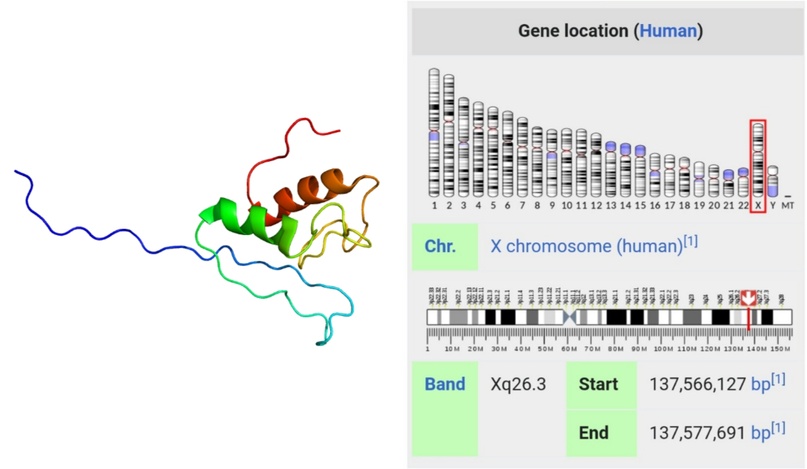 Ген ZIC3 и его месторасположение в X хромосоме.