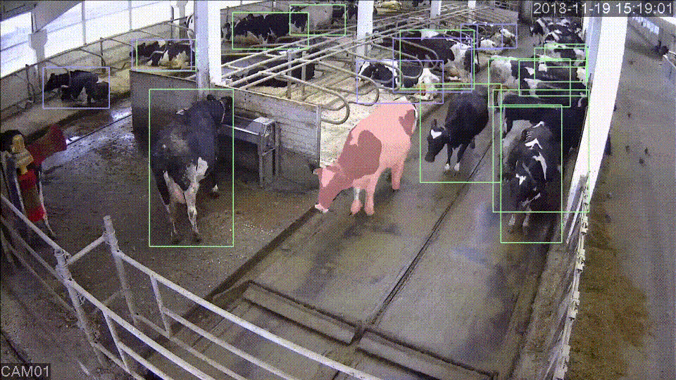 Не нужно знать действие "корова ест корм", нужно знать где она стоит (видео отсюда - http://cows.ai/)