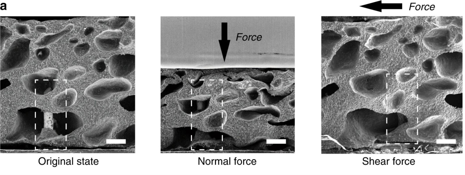 Изображение AiFoam, сделанное при помощи электронной микроскопии. Слева направо: материал в исходном состоянии, при нагрузке с нормальной силой, при боковой нагрузке. Пунктиром выделено положение трёхмерного электрода. Стрелки обозначают направление приложенной силы. Шкала 200 мкм.  