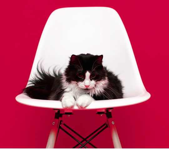 Котик на стуле