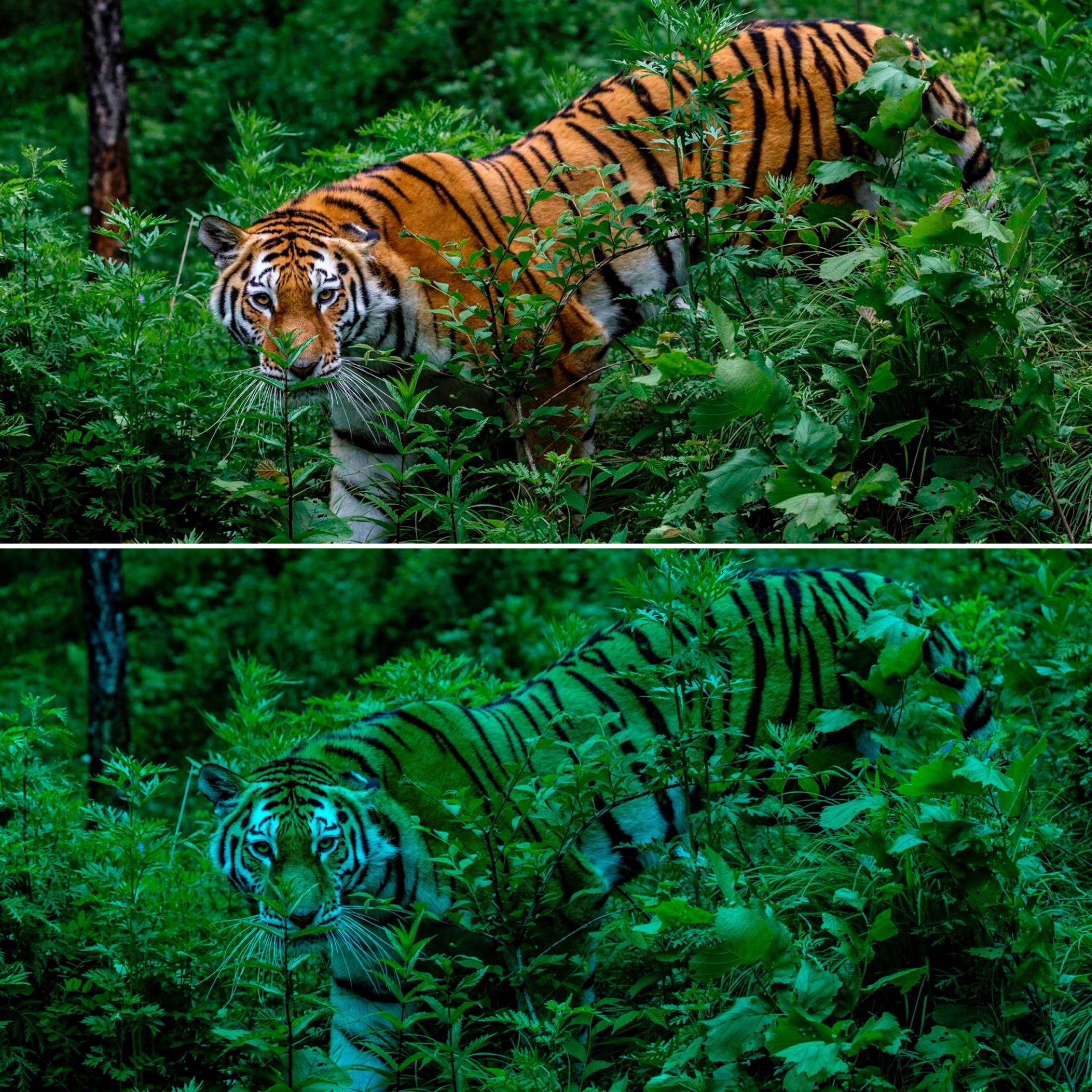 Сверху - тигр, как его видит человек с трихроматическим зрением, снизу - как видят тигра животные с дихроматическим зрением