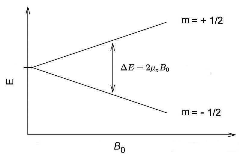 Энергетическая диаграмма спиновых состояний ядра 1Н. Как можно заметить, величина ΔE прямо пропорциональна B0.