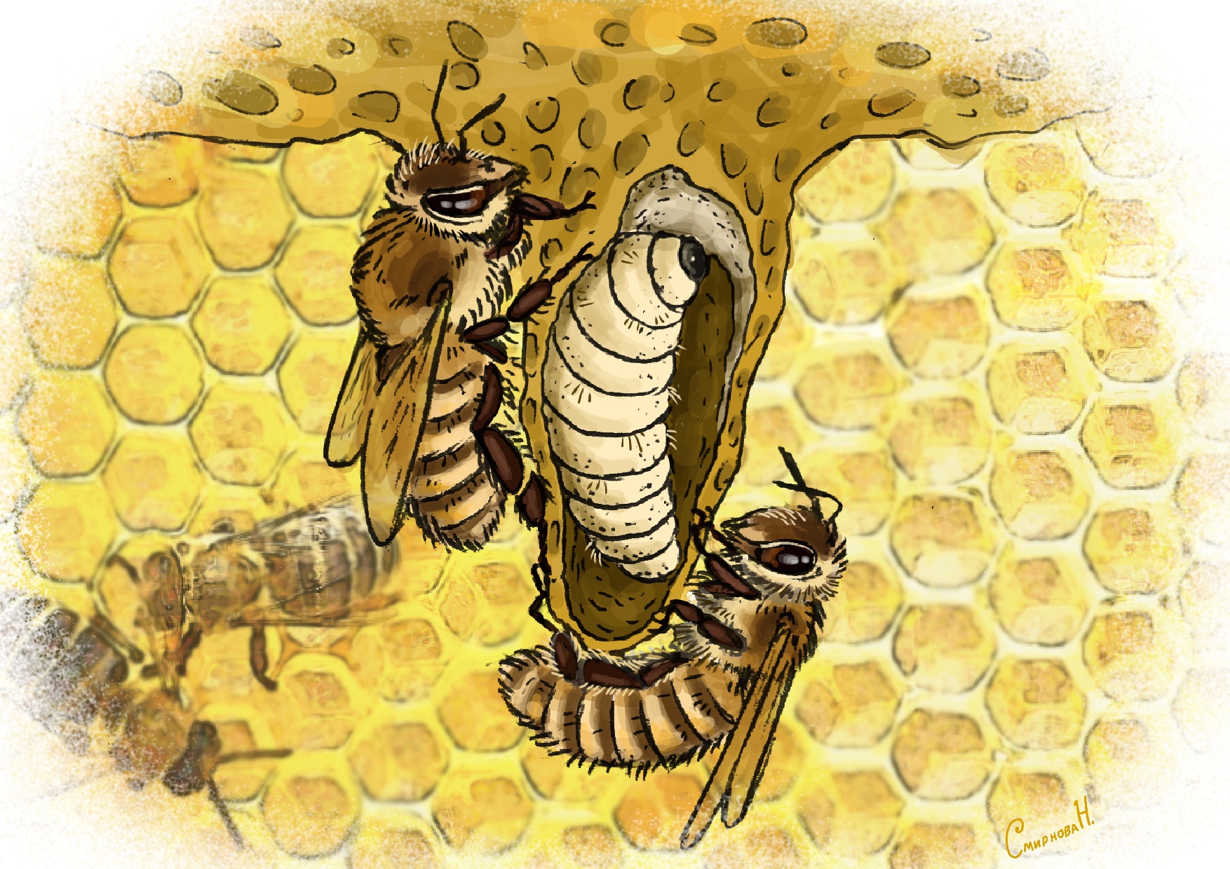 Рисунок нашей художницы Натальи Смирновой. На рисунке показана забота кормилец о протагонисте (пчеле королеве) из  данного рассказа.  Как правило,  любая матка вылупляется в виде гусеницы из отложенного яйца через три дня, которую, пчёлы до запечатывания маточника кормят молочком. Это молочко содержит особые белки, отвечающие за развитие личинки в матку. Личинка быстро растёт, и через 8,5—9 дней после того, как было отложено яйцо, пчёлы запечатывают маточник пористой крышечкой из смеси воска и перги. В запечатанном маточнике личинка в течение 7,5—8 дней превращается в куколку, а затем во взрослое насекомое — молодую матку. Таким образом, развитие матки от яйца до взрослого насекомого длится 16—17 суток. В нашем случае королева стала половозрелой раньше в результате художественной условности.