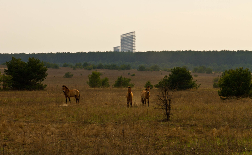 Лошади Пржевальского в Зоне на фоне Чернобыля-2