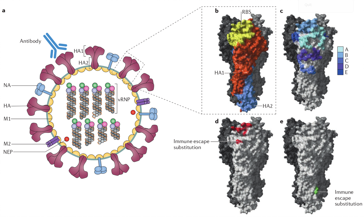 Вирусная частица (вирион) гриппа A и B (источник: nature.com)