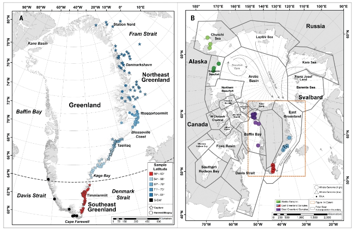 ( A ) Места физического отлова, биопсии и образцов натурального урожая, использованных для генетического (1983–2017 гг.) и анализа передвижения (1993–2021 гг.) белых медведей, собранных на юго-востоке и северо-востоке Гренландии, разделенных 64 ° с.ш. ( Б ) Географическое расположение образцов цельного генома и РНК (2015–2017 гг.) и границы субпопуляцийМедведи поколениями выживали и стали обучать медвежат навыку охоты в таких условиях. Это место - Гренландия, Юго-Восточная её часть, периодически забредают чужие белые медведи и затем обучаются у аборигенов этому способу охоты. 