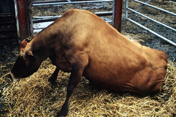 Корова с трансмиссивной губчатой энцефалопатии крупного рогатого скота (ТГЭ КРС).