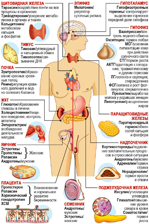 Схематичное изображение действия некоторых гормонов