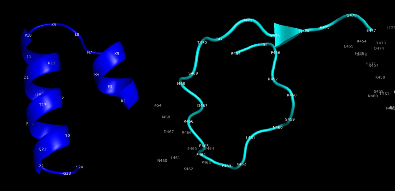Слева – пептид ЭпиВакКороны, справа – та же последовательность в белке реального вируса.
Изображение предоставлено неофициальной гражданской группой «ЭпиВакКорона», https://epivakorona.com/