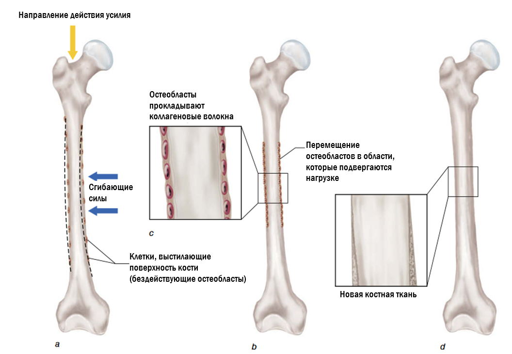Рисунок. Изменение формы кости в качестве реакции на действие механической нагрузки.(a) Действие отягощения (спортивного снаряда) на кость в продольном направлении приводит к тому, что кость сгибается (показано на рисунке пунктирной линией), что создает стимул к  формированию новой костной ткани в областях наибольшей деформации. (b)  Остеобласты прокладывают дополнительные волокна коллагена в соответствующей  области. (c) Ранее бездействующие остеобласты начинают перемещаться в область,  подверженную действию нагрузки. (d) Коллагеновые волокна минерализуются, в результате  чего диаметр кости увеличивается.