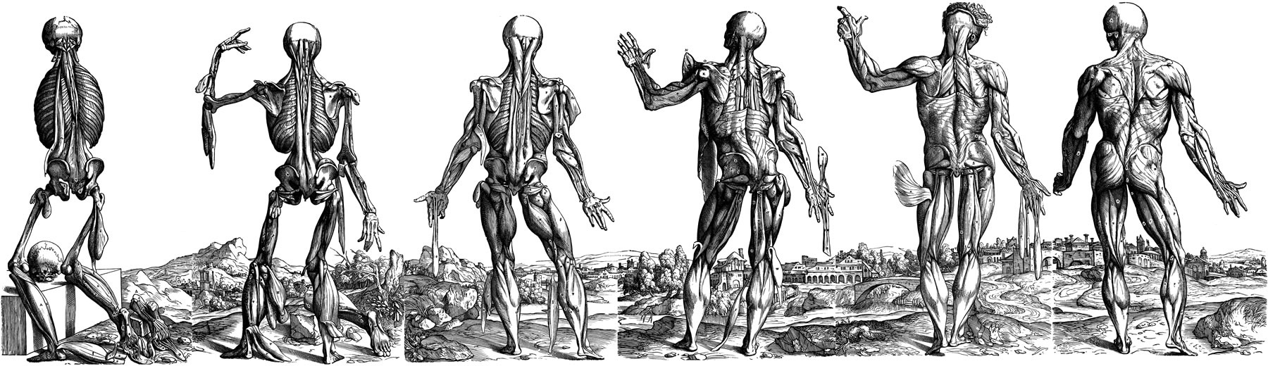 Иллюстрация к трактату «О строении человеческого тела»