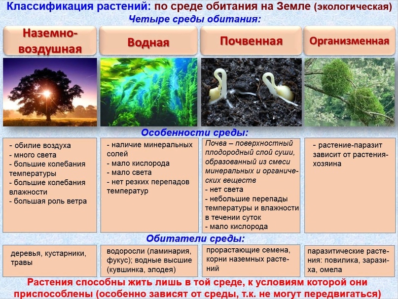 Классификация сред обитания живых организмов (Источник:https://glory2046.ucoz.ru/load/biologija/rastenija_griby_lishajniki/2/10-1-0-132)