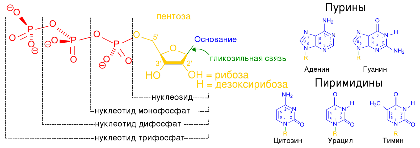 Строение нуклеотидов. 
Источник: https://upload.wikimedia.org/wikipedia/commons/thumb/6/61/Nucleotides.RU.1.svg/1920px-Nucleotides.RU.1.svg.png