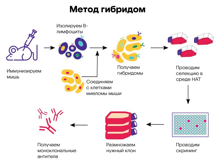 Бластим. Метод гибридомной технологии:. Деление вирусных клеток. Гибридные клетки растения. Технология производства гибридных полимеров..