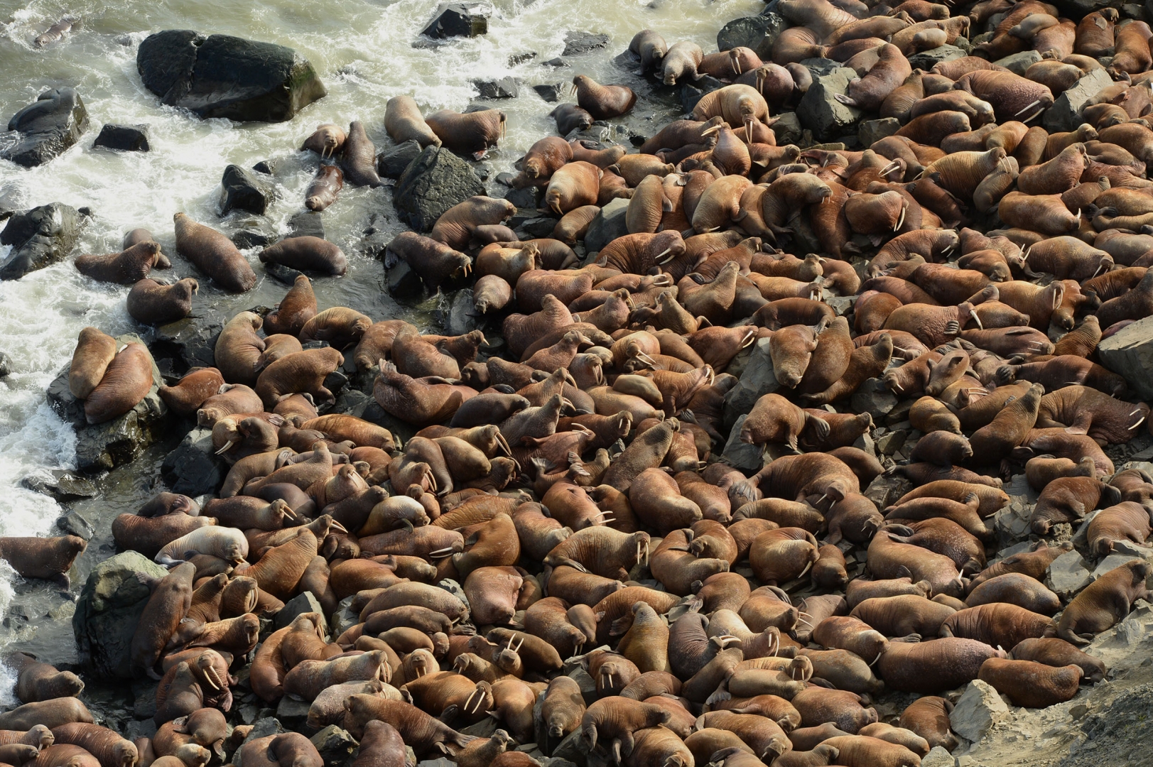На архипелаге Земля Франца Иосифа учёные в 2021 году нашли самое большое лежбище моржа — больше 2000 поп