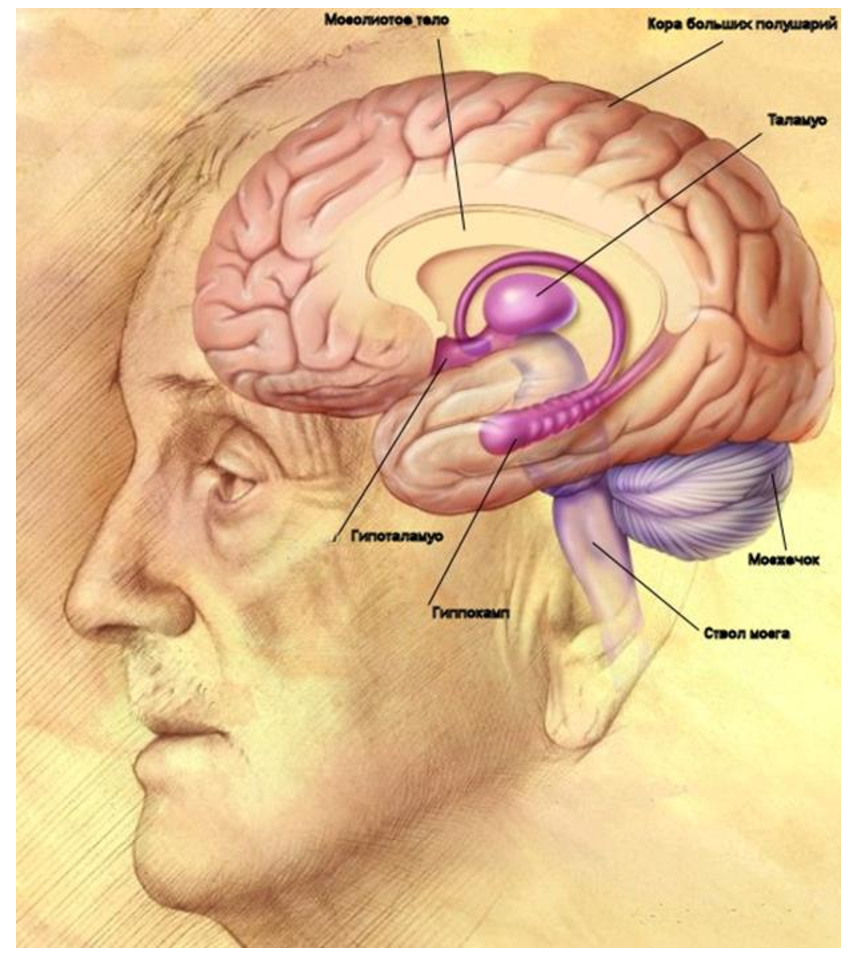 Гипоталамус таламус гиппокамп. Изображение головного мозга. Расположение головного мозга.