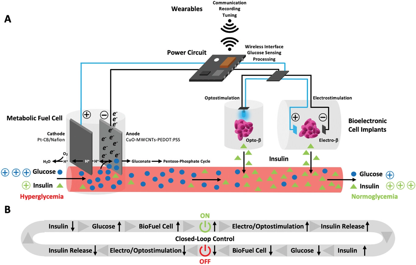  Рисунок 1 Схема неферментативного метаболического топливного элемента для управления гомеостазом глюкозы в крови по замкнутому циклу. А) Работа метаболического топливного элемента. После имплантации метаболический топливный элемент подключается к кровотоку. На аноде, состоящем из наночастиц оксида меди (CuO), встроенных в многостенные углеродные нанотрубки (MWCNTs) и покрытых поли- (3,4-этилендиокситиофен)-поли (стиролсульфонатом) (PEDOT: PSS) (CuO-MWCNTs-PEDOT: PSS), глюкоза каталитически превращается в глюконат с сопутствующим образованием протоны (H+) и электроны (e-). В то время как глюконат либо выводится почками, либо поступает в пентозофосфатный цикл, электронная схема снабжается электронами, а протоны направляются к катоду, состоящему из наночастиц платины (Pt-CB/ Nafion), содержащих углеродную сажу (CB), покрытую нафионом, где они восстанавливают кислород до воды (H2O). Электроны поступают в силовую цепь, которая обеспечивает беспроводной интерфейс с носимыми устройствами для связи, записи и настройки, управляет определением уровня глюкозы и обрабатывает работу метаболического топливного элемента при уровнях глюкозы в крови выше 10 м м глюкозы. Используемая электрическая энергия используется для стимулирования инженерных клеток человека к выделению терапевтических белков, таких как инсулин, в ответ на свет (оптостимуляция опто-β-клеток) или электрические поля (электростимуляция электро-β-клеток). Б) Гомеостаз глюкозы в крови с замкнутым циклом. Схема питания метаболического топливного элемента постоянно контролирует уровень глюкозы в крови и включает метаболический топливный элемент, когда уровень глюкозы в крови превышает 10 м м. Метаболический топливный элемент не только снижает уровень глюкозы в крови за счет потребления глюкозы, но также использует полученную энергию для электро- или оптостимуляции быстрого выделения везикулярного инсулина сконструированными клетками человека. Комбинация этих действий снижает уровень глюкозы в крови до нормального уровня, и метаболический топливный элемент отключается. Как следствие, электро- и оптостимуляция прекращается, как и выделение инсулина, что дает время для пополнения запасов инсулина до следующего скачка уровня глюкозы. Метаболический топливный элемент и клетки-конструкторы человека образуют замкнутую схему управления, которая поддерживает гомеостаз глюкозы в крови автоматическим, бесперебойным и самодостаточным образом.