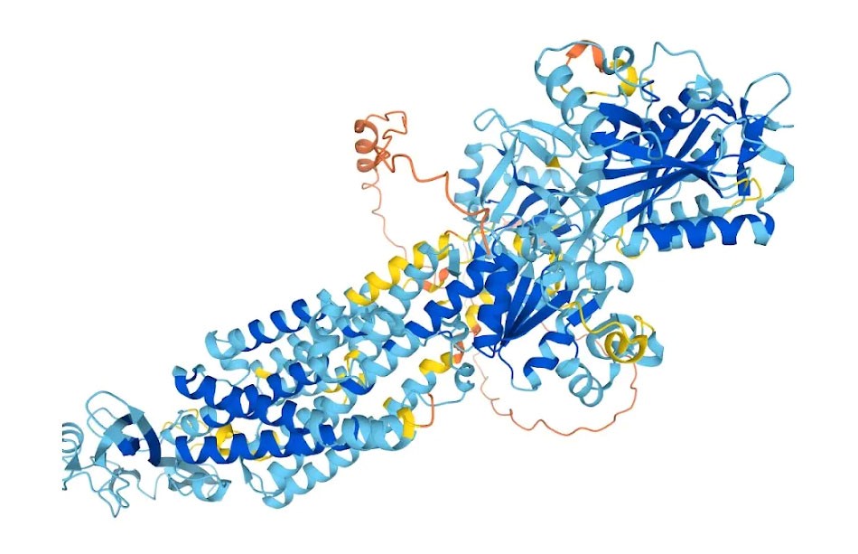 Рис. 25. Предсказанная структура одного из белков. Области с высокой уверенностью отмечены синим, области с низкой уверенностью отмечены оранжевым.