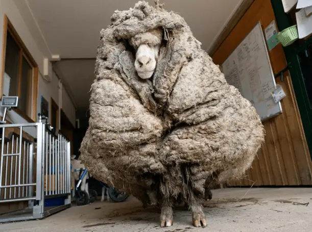 Сбежавшая овца по кличке Баарак после шести лет в бегах. Источник  