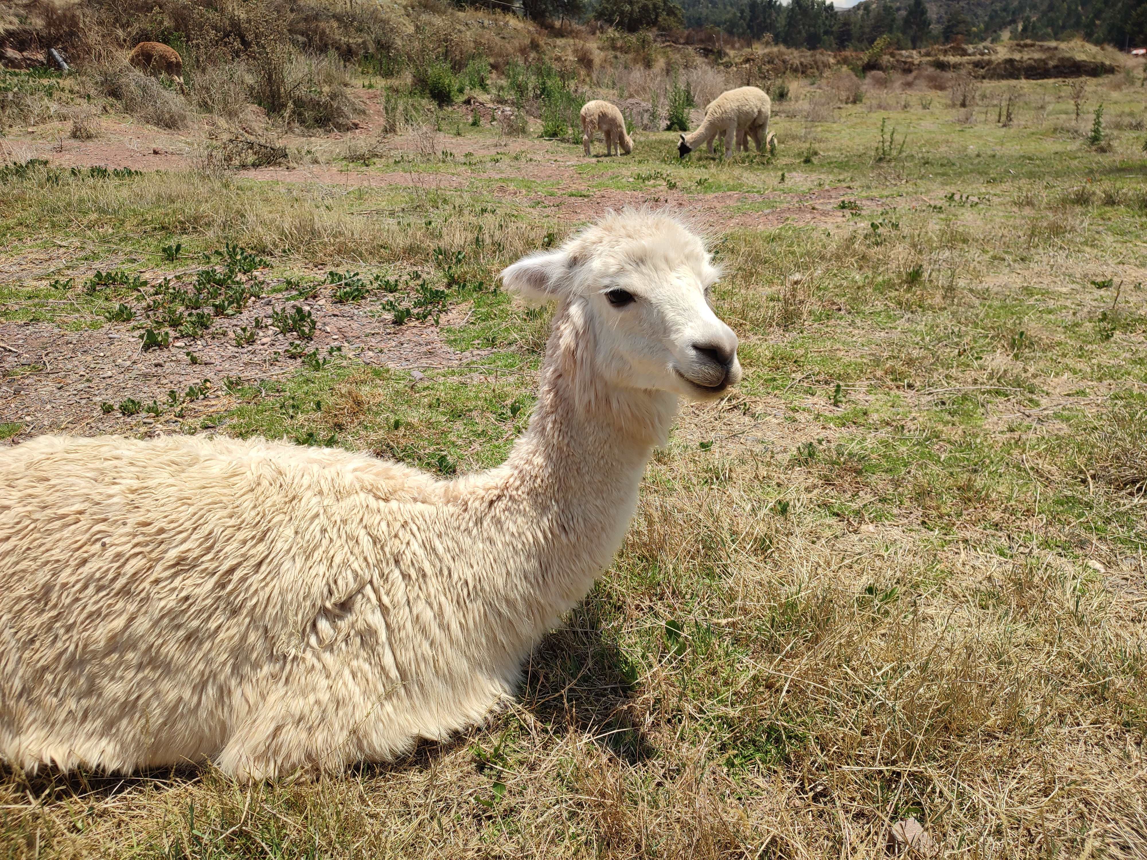 Недовольная перуанская лама