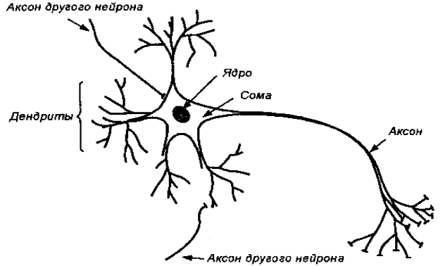 Строение нервной клетки.