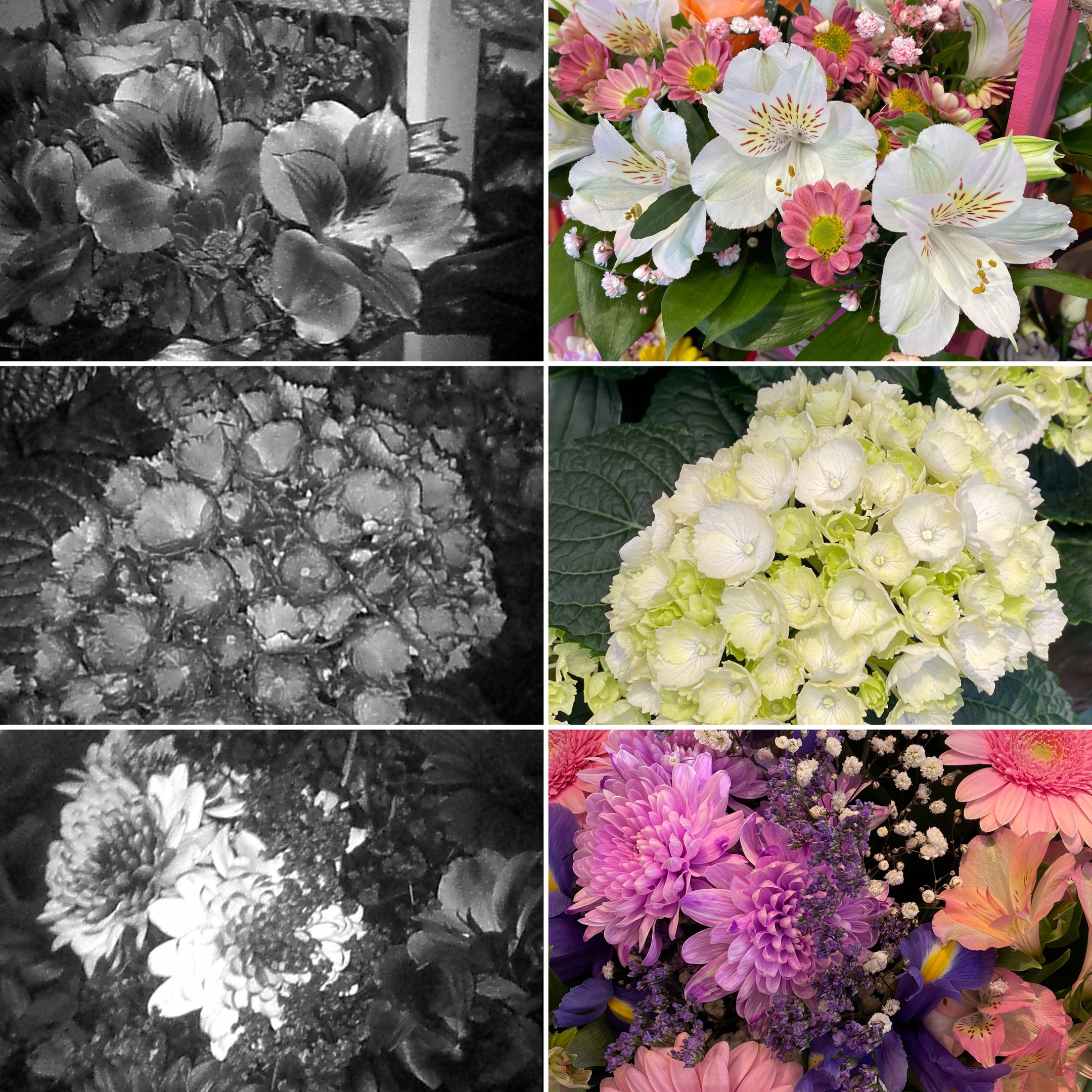 Цветы, слева - в ультрафиолете, справа - в видимом спектре