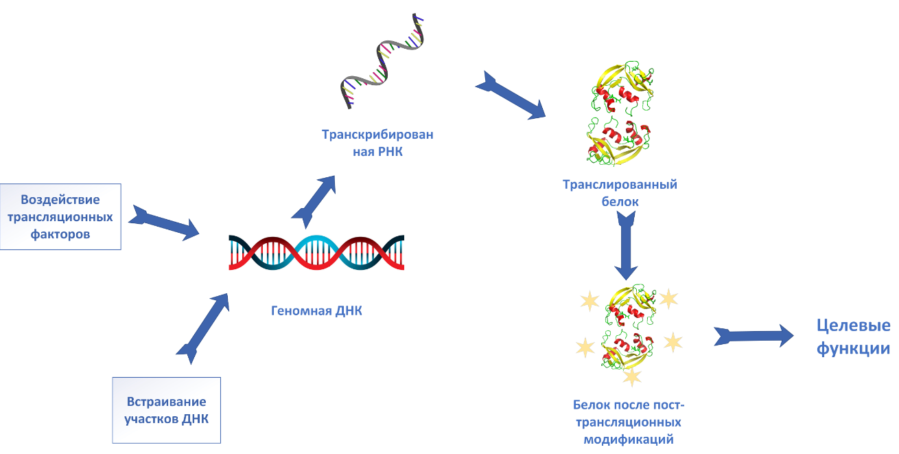 Схема реализации генетического кода