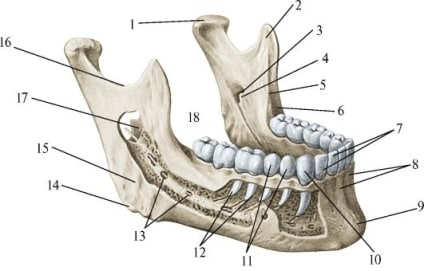 На иллюстрации видны ровные зубы мудрости на нижней челюсти. Такого почти не бывает. Атлас анатомии человека Синельникова
