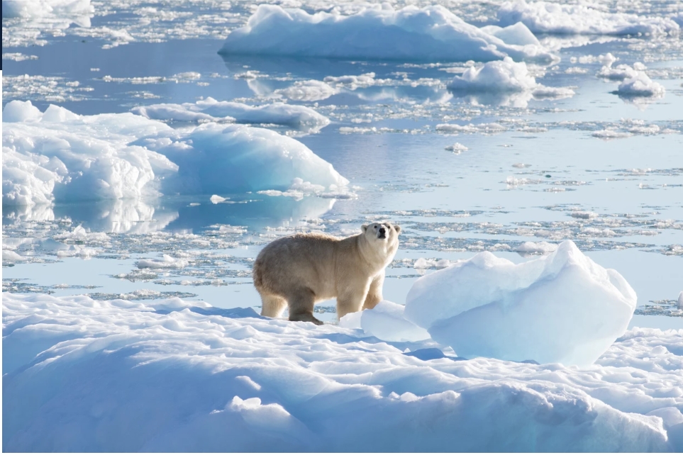 Белый медведь юго-восточной Гренландии на леднике в 2016 году.Томас В. Йохансен / НАСА: Океаны тают в Гренландии.