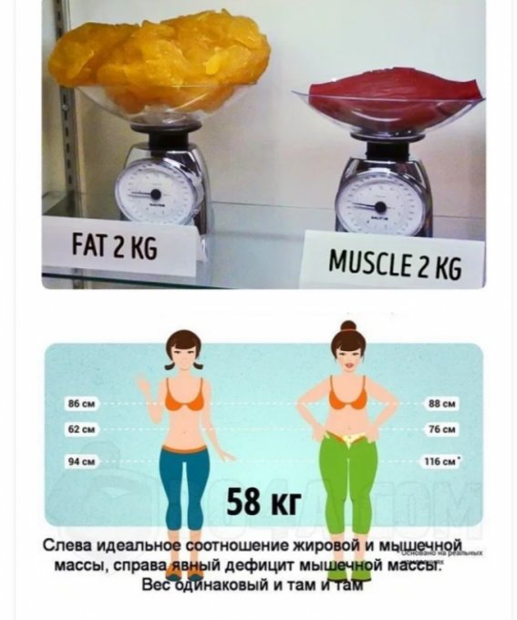 Два человека с одинаковым весом, но с разным соотношением жира и мышц 