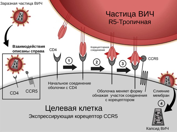 Рис.4| Иллюстрация механизма распознавания иммунных клеток вирусом иммунодефицита человека, для их дальнейшего заражения.