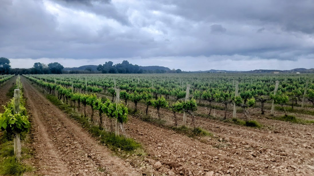 Виноградники около городка Сантарен