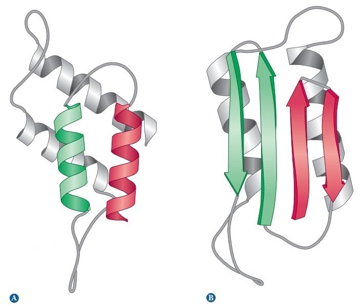 (A) Normal prion structure (PrPC) (B) Abnormal prion (PrPSc)