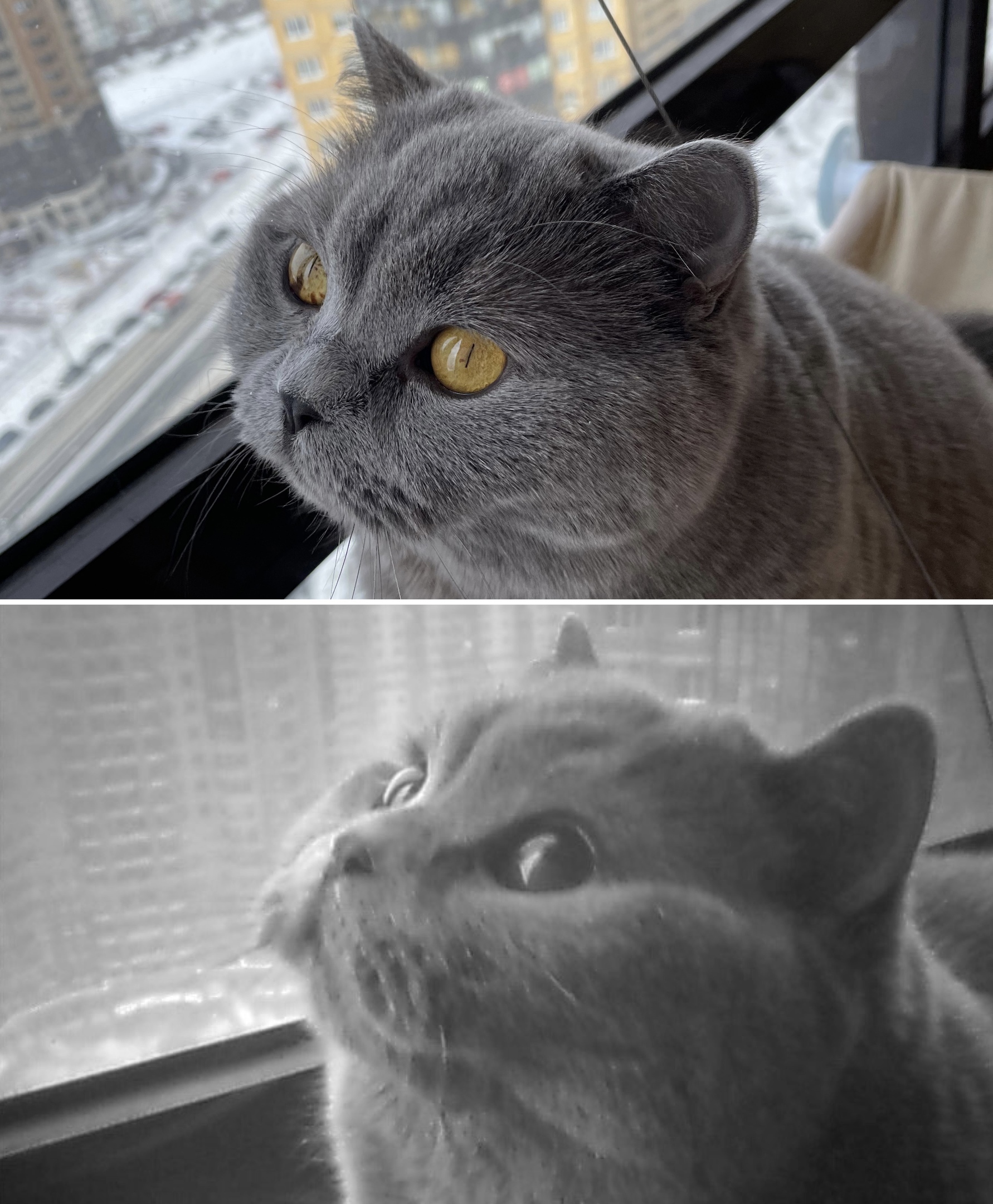 Фото кошки Оси, сверху - в видимом спектре, снизу - в ультрафиолете