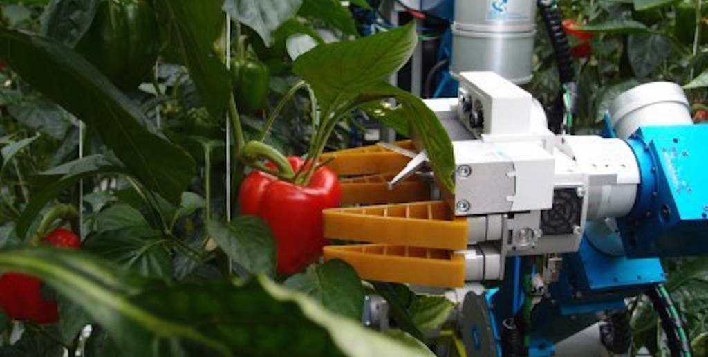Сельскохозяйственный робот собирает овощи