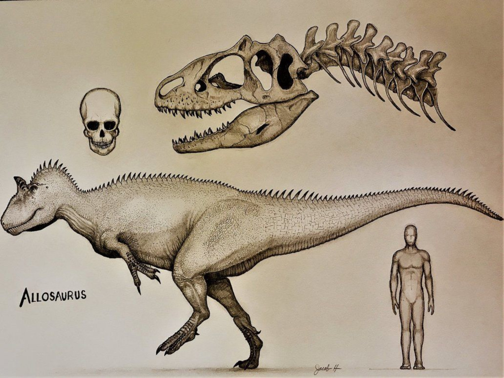 Аллозавр в сравнении с человеком
