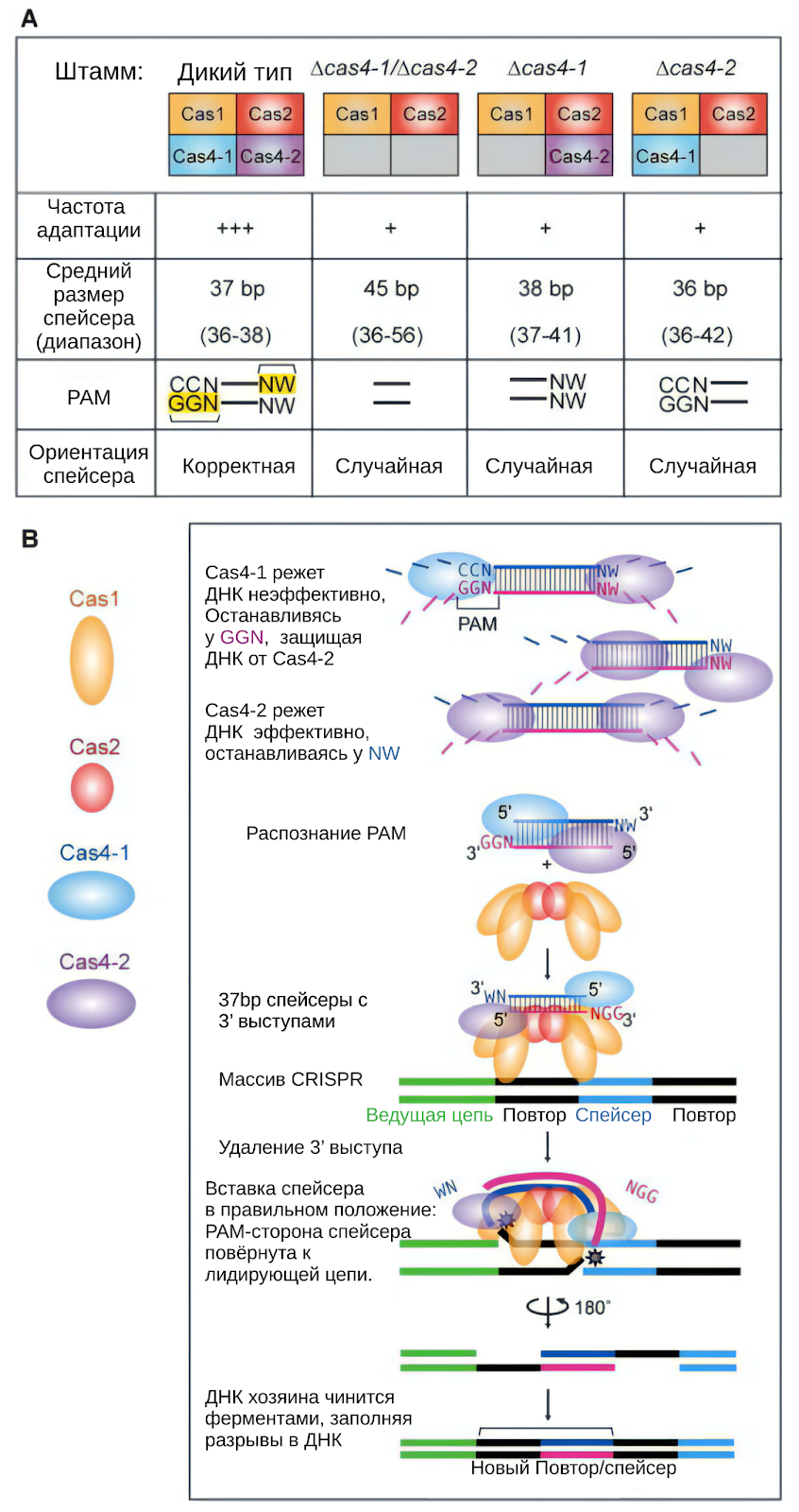 Рис.2| Иллюстрация процесса встройки нового спейсера в массив CRISPR, ферментами Cas1, Cas2, Cas4.