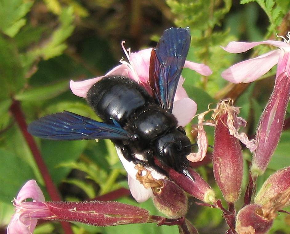 Xylocopa violacea. В Великобритании ее называют фиолетовой пчелой-плотником, что буквально соответствует ее русскому названию.