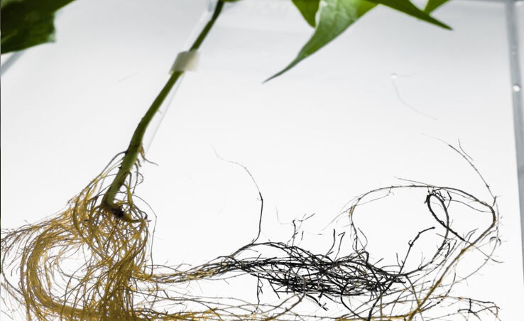 Биологи придумали, как заставить корни растений проводить ток и хранить энергию