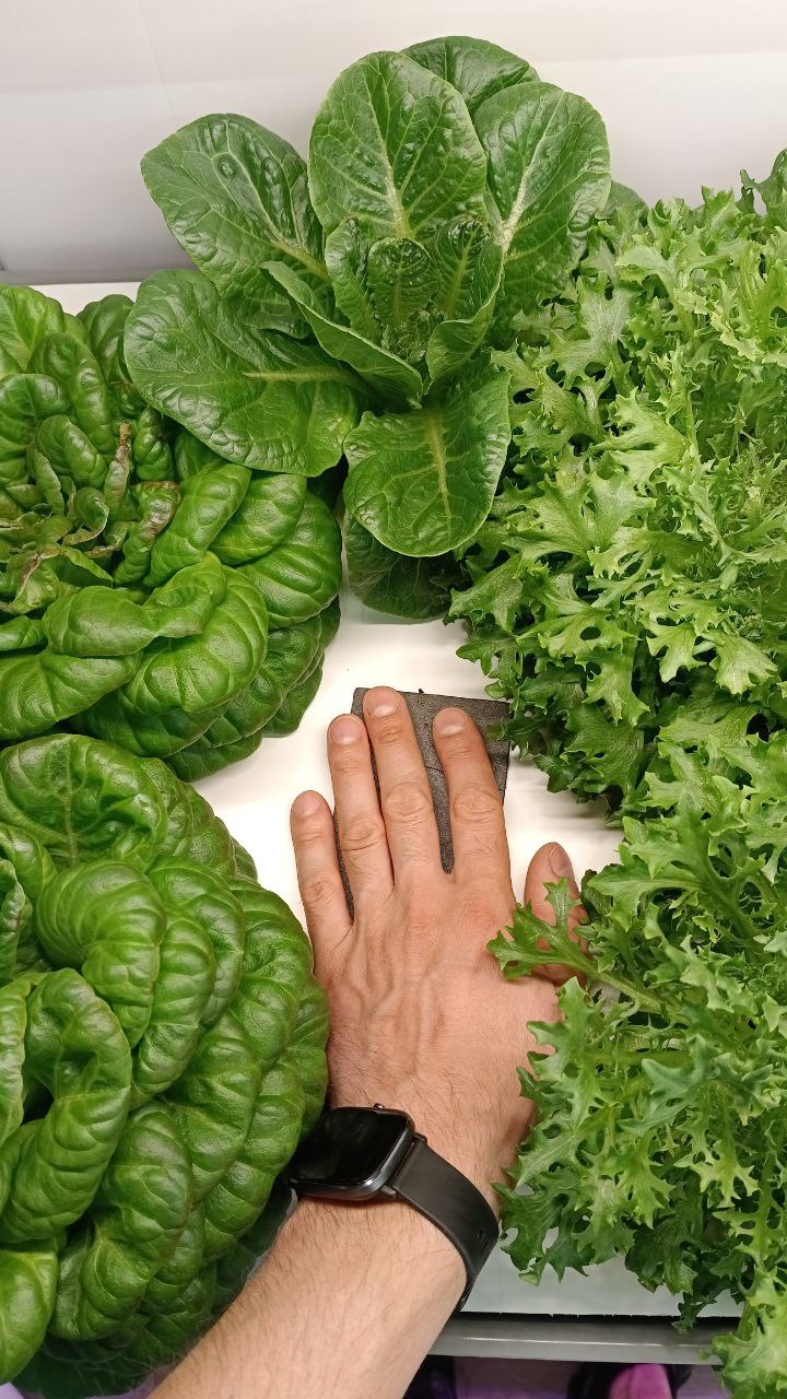 Основы выращивания зелени на гидропонике в домашних условиях