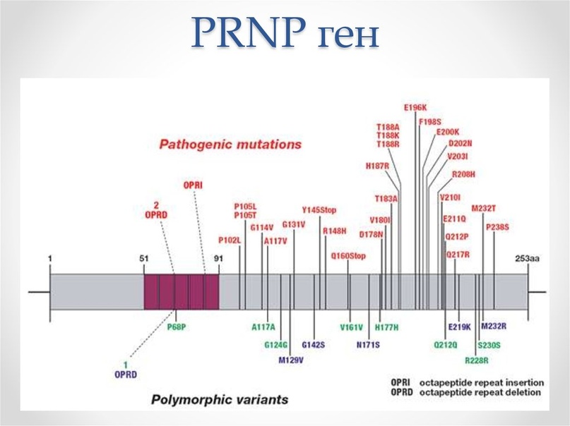 Известные мутации гена PNRP которые могут приводить к развитию прионных болезней.