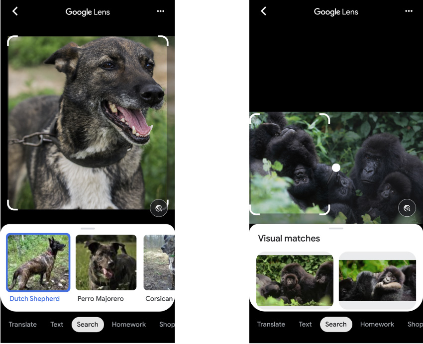 Более новый инструмент Google Lens для собаки показывает вероятную породу, а для обезьян — не рискует показать даже вид