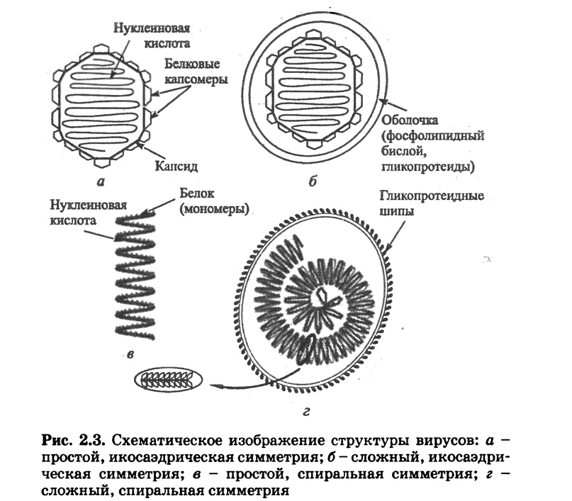 Схема структуры вирусов.