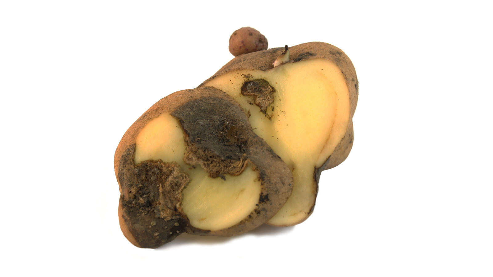 Картофель, пораженный фитофторозом. Источник