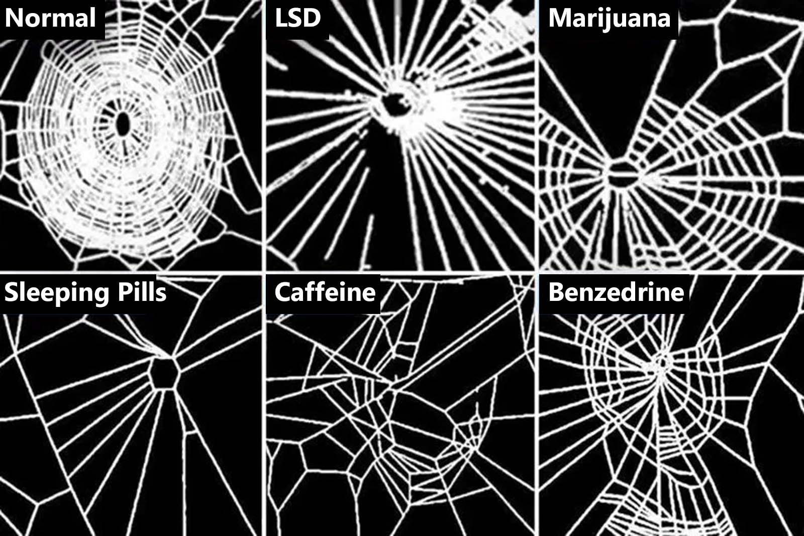 Результаты исследования NASA, в ходе которого паукам давали различные стимуляторы.